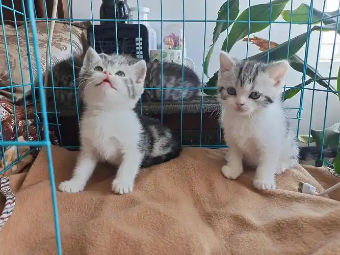 美短小奶猫找新家啦