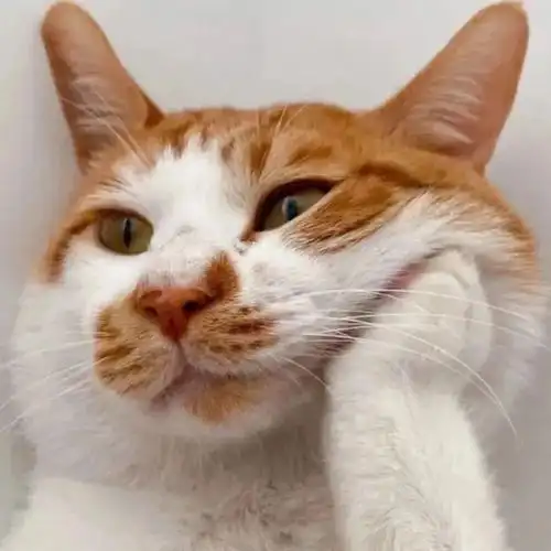 幽默搞笑个性头像挑你喜欢的152