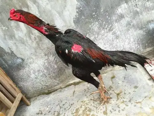 纯血统泰国斗鸡