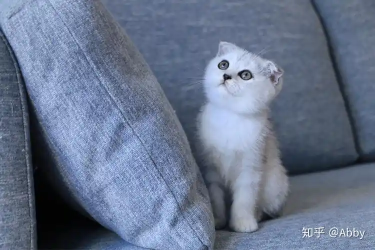 拥有一窝银渐层是什么体验