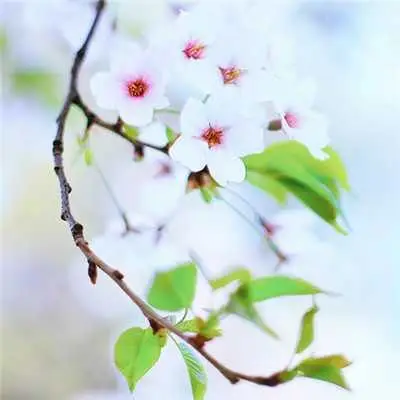 2018年最美微信头像花草风景_最美最潮微信头像图片