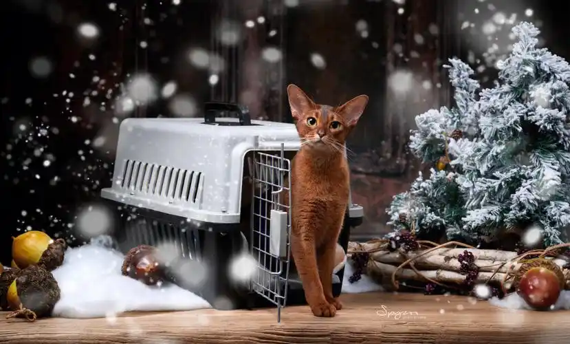 阿比西尼亚猫abyssinian阿比spyzoo猫摄影