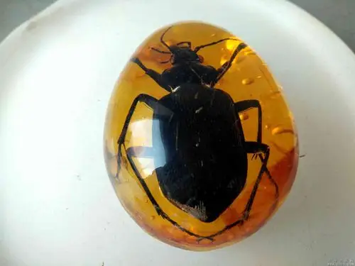 清代天然虫珀挂件