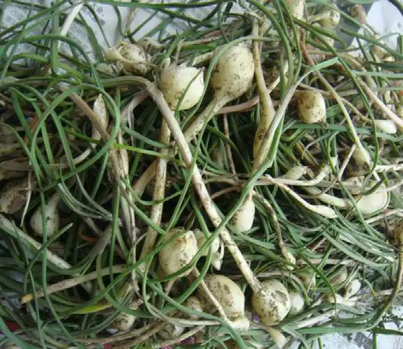 东北最有名的5种山野菜,你见过哪一种,知道它有什么作用吗