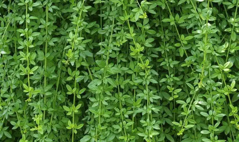 迎春花的叶全为三出复叶,呈十字形对称.