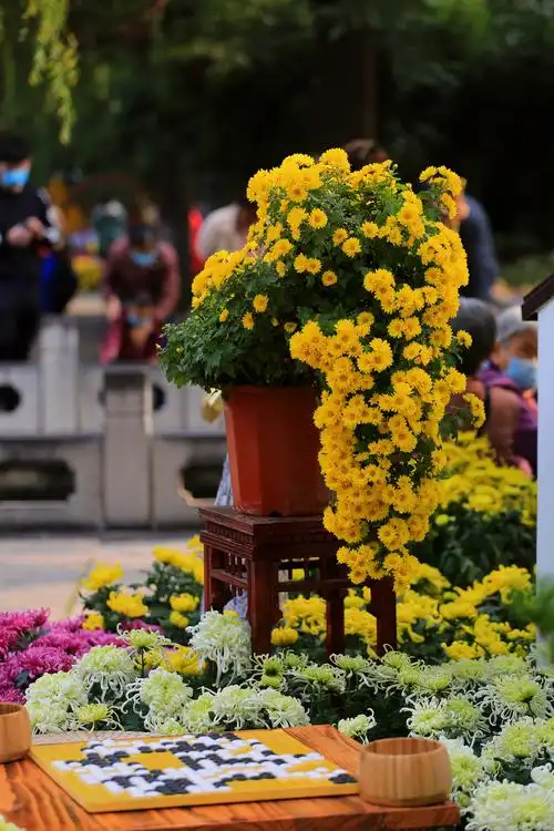 济南趵突泉2020菊花展