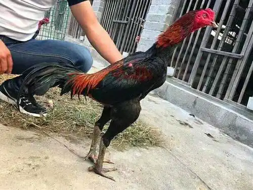 十堰泰国斗鸡怎么样