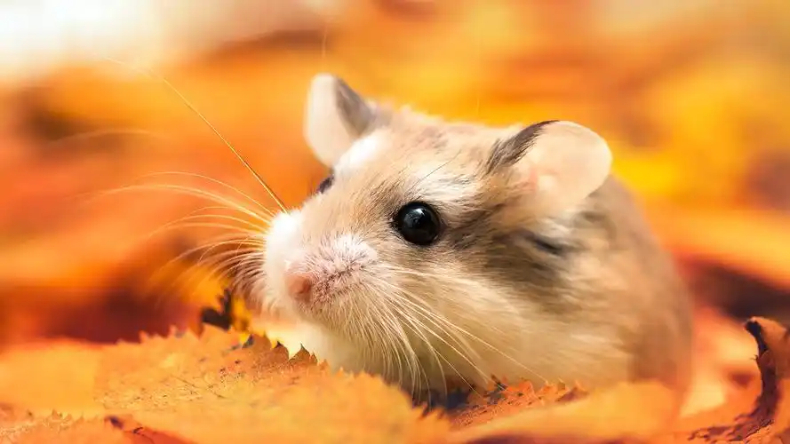 可爱的仓鼠唯美高清桌面壁纸