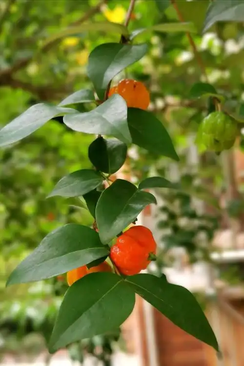 家门口的灯笼果