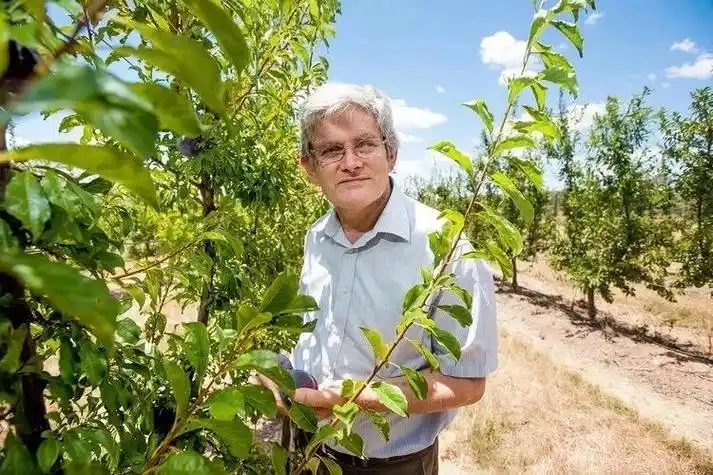 澳洲女王李来啦!特惠28.3元/斤,果味浓郁,清甜爆汁-美食俱乐部-杭州19