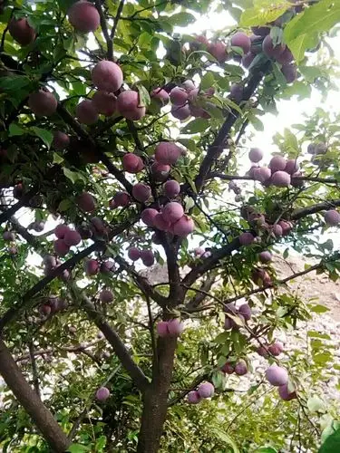 q群里看到的,没有其他角度的照片 李子  本回答由提问者推荐 评论 1 0