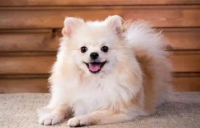 十大好养的宠物,你们想要谁?