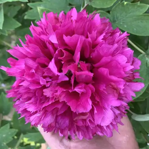 菏泽正宗观赏重瓣牡丹花苗