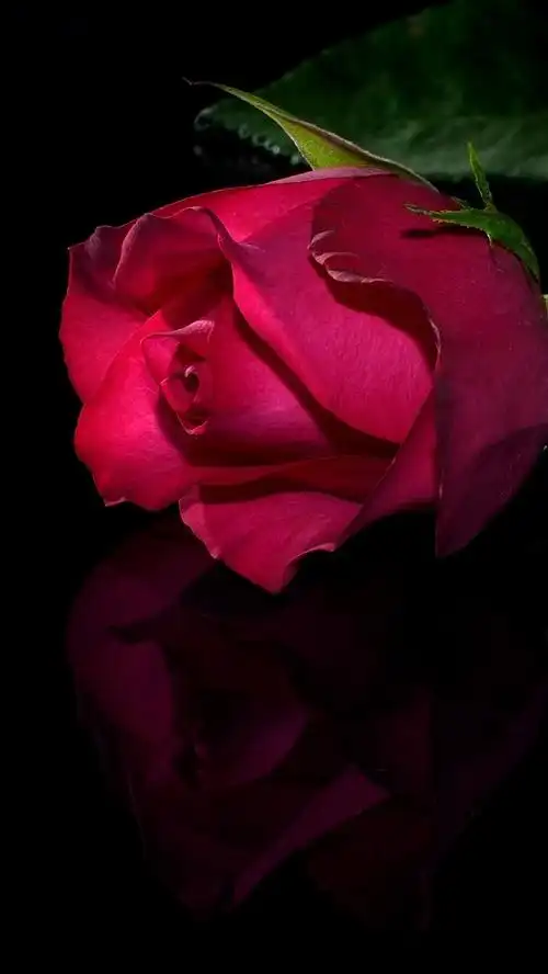 首页 鲜花 玫瑰iphone 壁纸:828x1792 (iphone 11/xr)