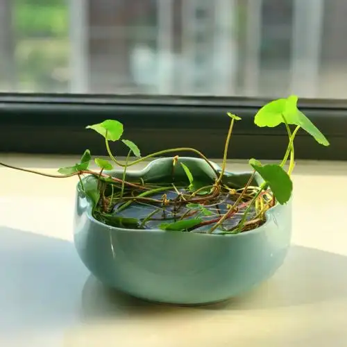 水培铜钱草这次终于没失败