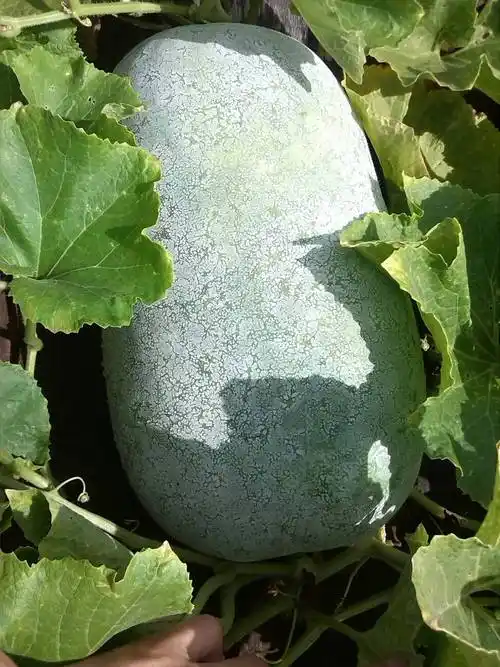 冬瓜熟了吗?太阳好大