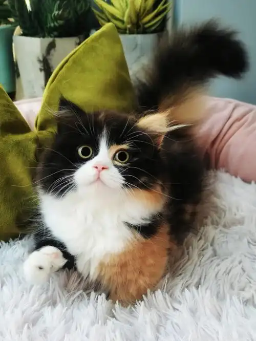 三花正三花拿破仑矮脚猫曼基康矮脚猫