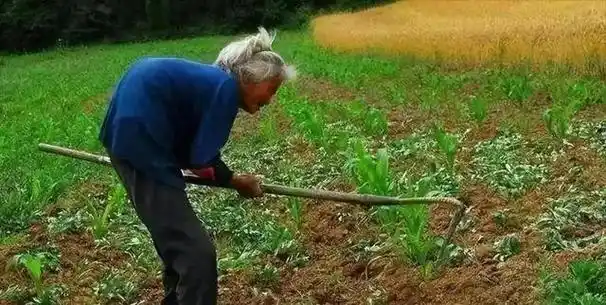 农村的田野上,老人们依然在弯腰劳作,他们的身影显得苍老但又坚韧.