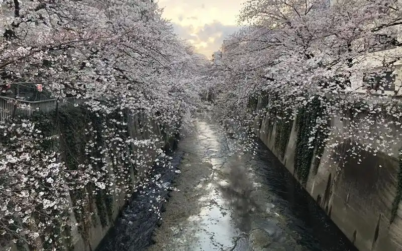 樱花樱花当你穿着和服走在日本的街道上赏樱