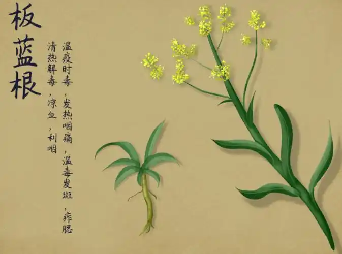 护士不要哄抢板蓝根了钟南山院士没说喝板蓝根能抗新冠