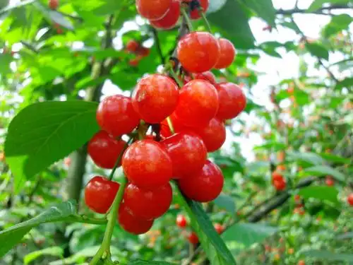 叙州区这个地方1000亩樱桃上市了 四川新闻网-中共四川省委宣传部主管