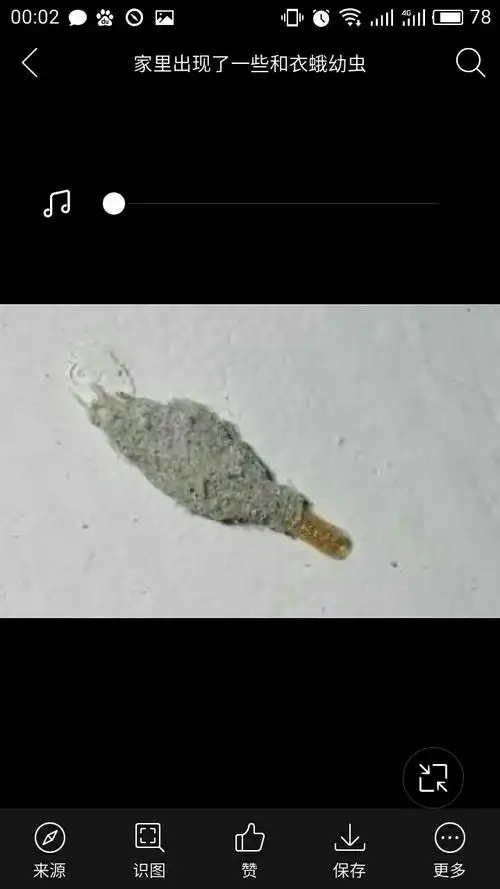 展开全部 衣蛾 百度可查