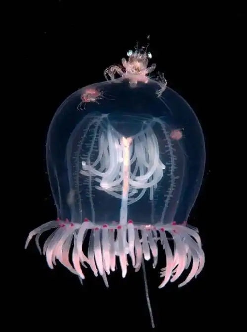 莫非这就是海姆和虾的组合