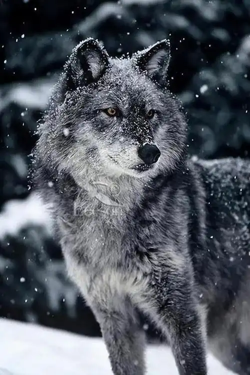 她占狼窝,狼把她引向熊洞:狼借刀杀熊,熊却拿狼出气|故事|孤狼|棕熊