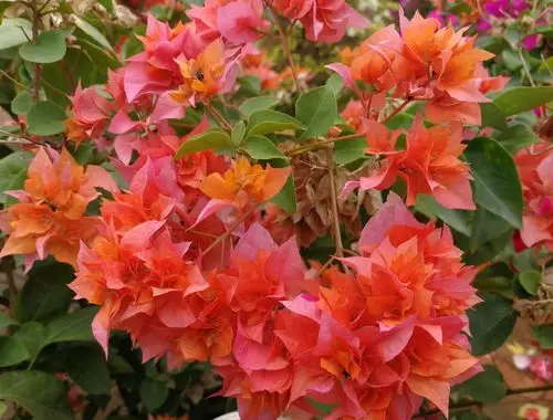 三角梅红遍海南岛