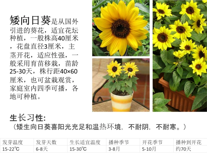 植物种植精选.ppt