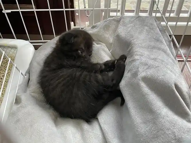 捡了一只黑色折耳猫妈妈是折耳英短重点色也是小流浪爸爸未知豆友们帮