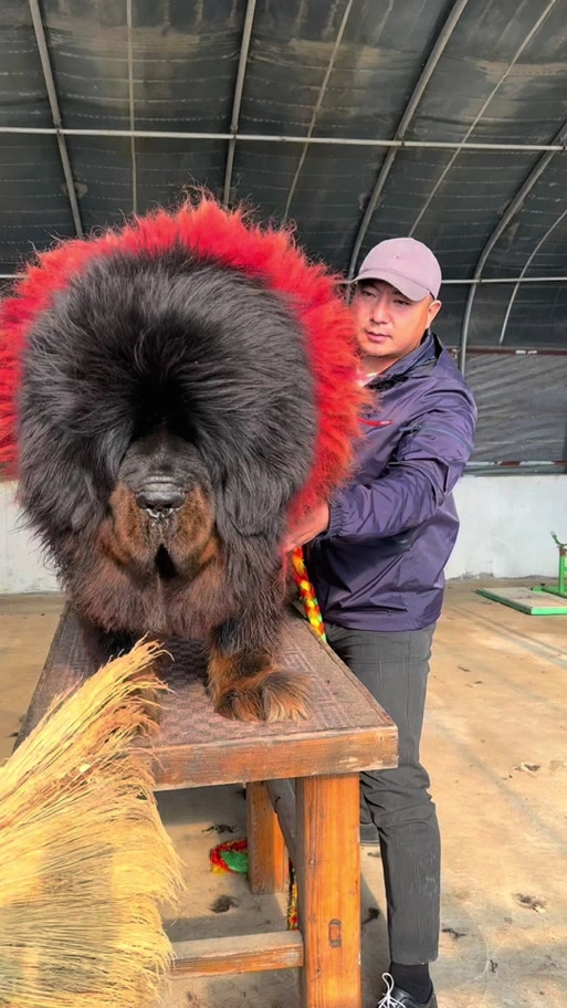 铁包金 獒王:种公《獒兽》#藏獒 #野性的呼唤 #万物皆有灵性