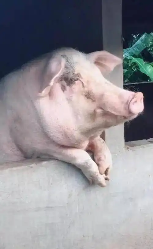 猪趴在猪圈上,它的样子直接令人笑翻在地,网友:这是头猪精吧?