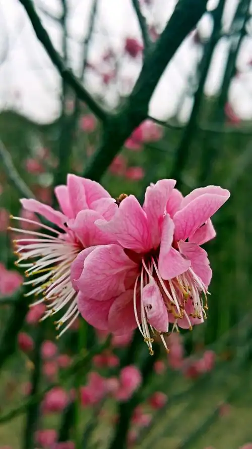 桃红柳绿,春天,就是万物生长的季节,充满生机活力
