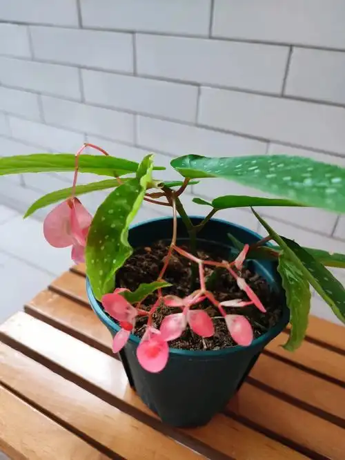 扦插的海棠小小的也开花0706