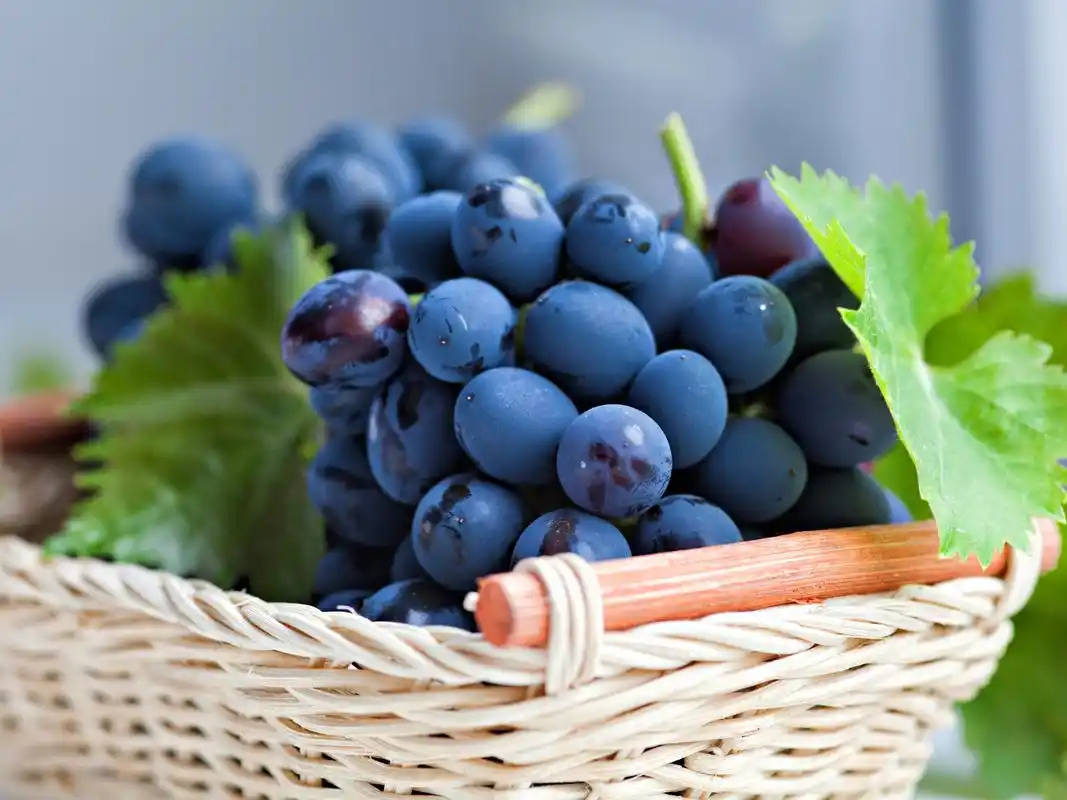 新鲜的葡萄束,篮子,叶子 壁纸