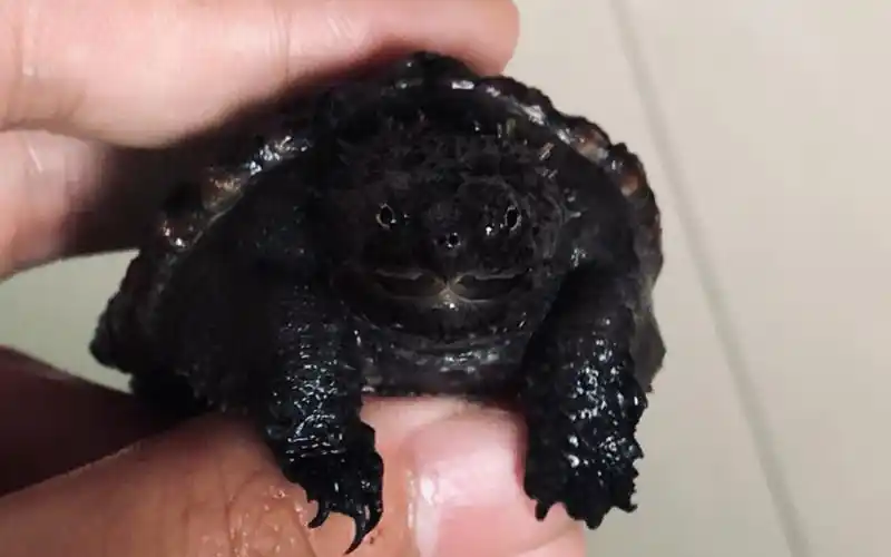 佛鳄龟黑皮大哥