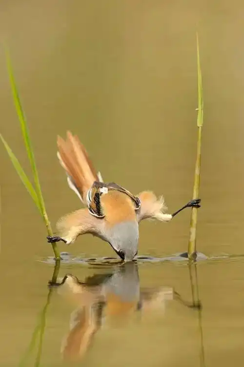 震撼心灵的45张金奖照片美疯了