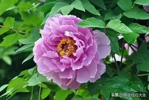 世界上最美的花是哪种花世界上第一名最美的花图片