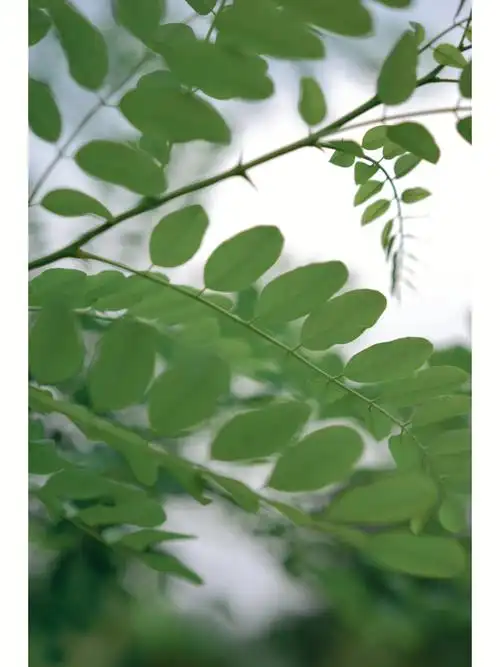 立秋了静待树叶慢慢变黄