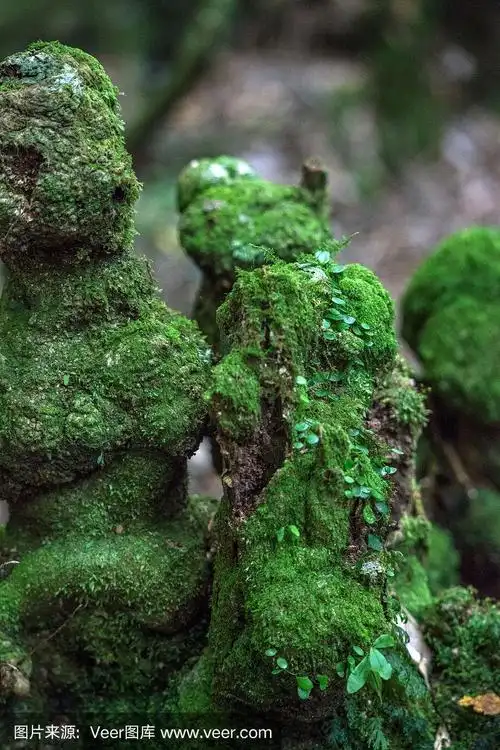 树干上的苔藓特写