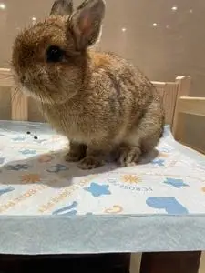 进口双血侏儒兔.粟色弟弟.到6月5日.已经145天了.耳朵已