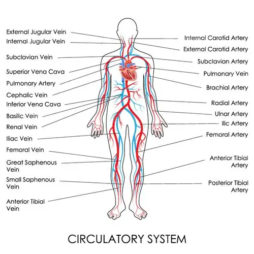 人体解剖学器官展示图矢量素材