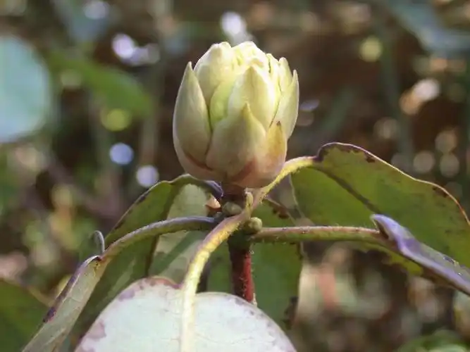 p>弯果杜鹃(学名: i>rhododendron campylocarpum /i> hook. f.