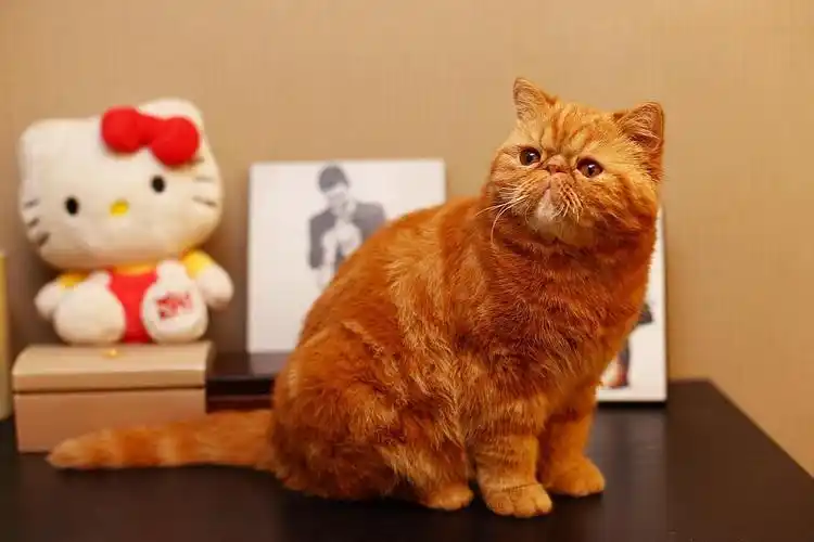 cfa红虎斑加菲妹妹找男票啦!(坐标:城西)