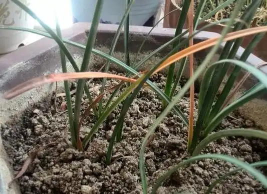 养彼岸花有什么禁忌吗彼岸花有毒还被称为死亡之花图