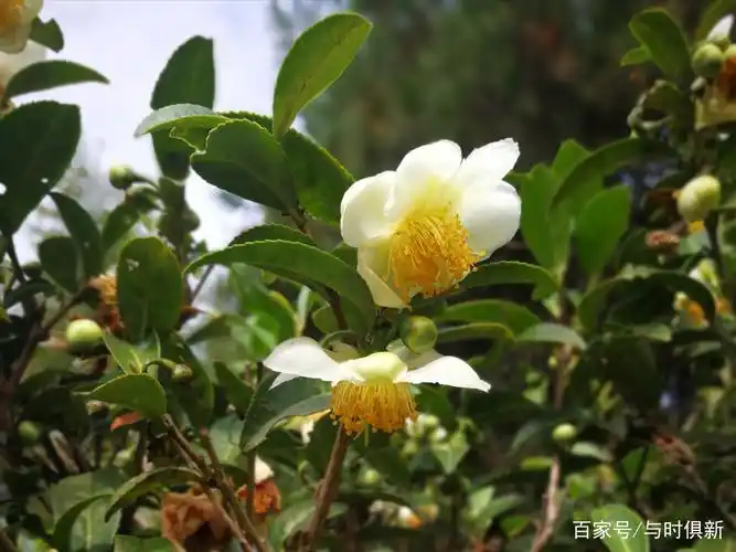 王寿山上茶树花开,回味客家人和哈尼族人的自制酽茶