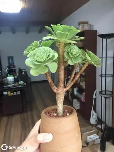 法师绿羊绒 growing - garden manage - gfinger is the best garden