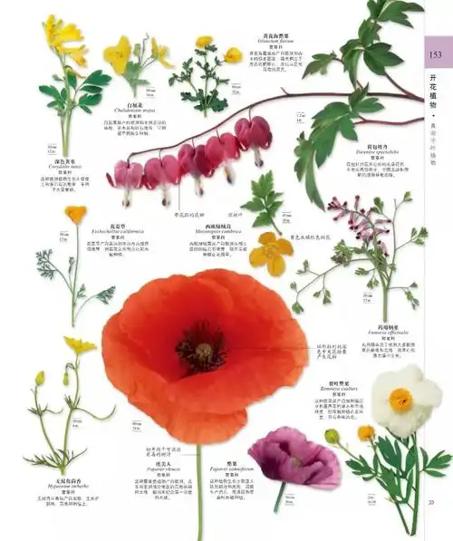 读《dk博物大百科》有感"这是一种非洲湿地多年生高大植物