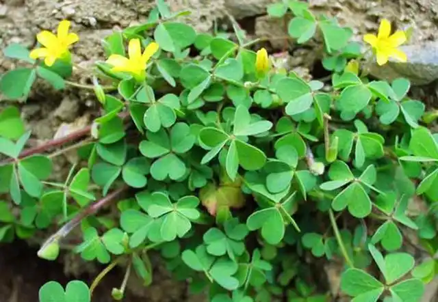 识百草,治百病,可治湿疹,恶疮,毒蛇咬伤,农村人才知道的草药